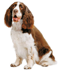 Pet Corner Image